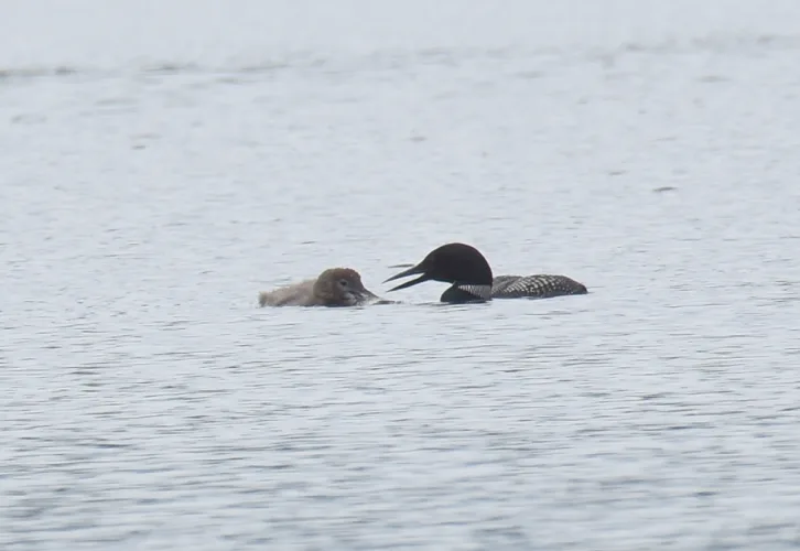 Loon chick begins diving at Six Mile